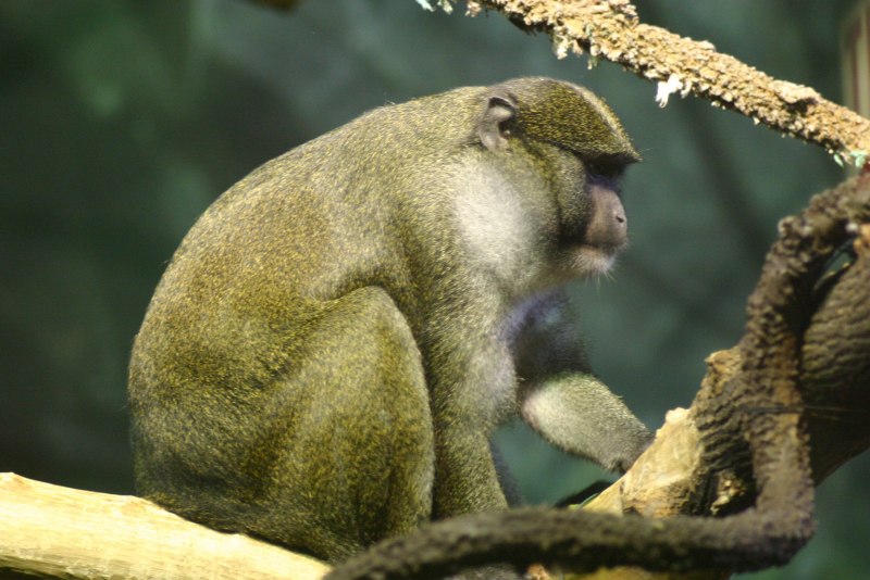 Wallpapers Allenopithecus nigroviridis