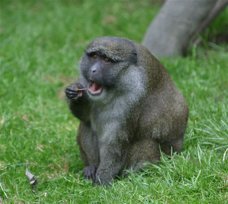 Allen's Swamp Monkey