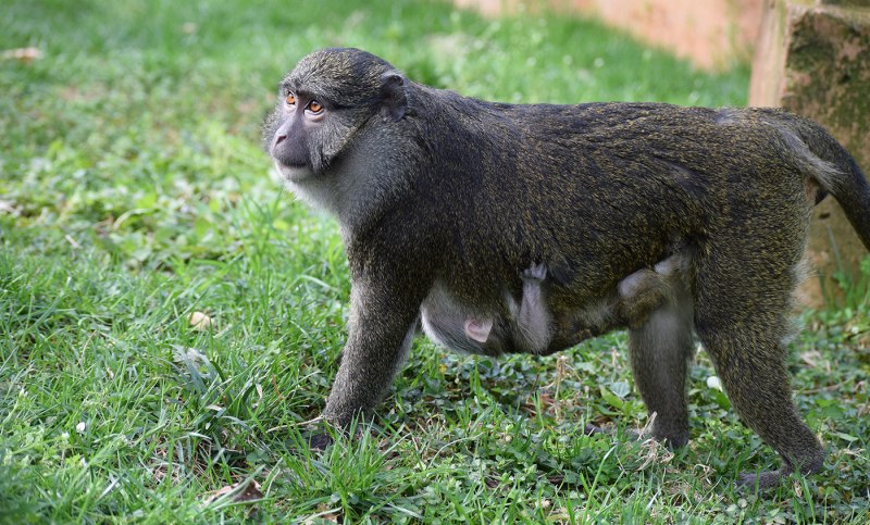 Allenopithecus nigroviridis