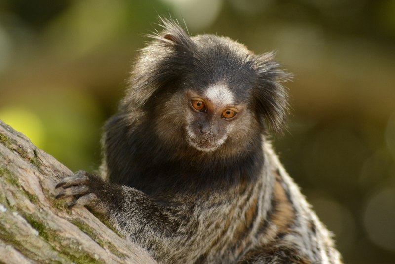 Miopithecus talapoin (talapoin)