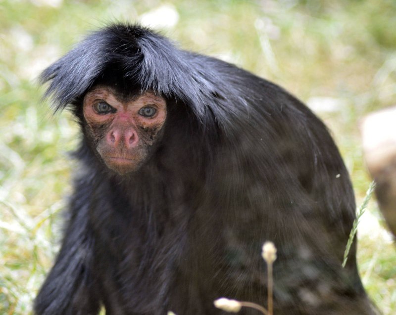 Cercopithecus Roloway