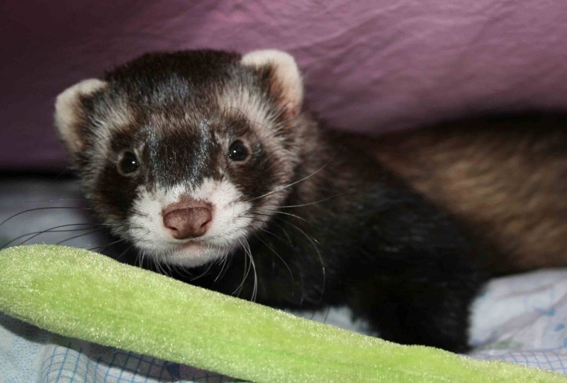 Vormela peregusna