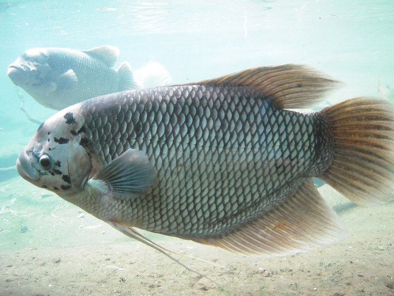Osphronemus goramy