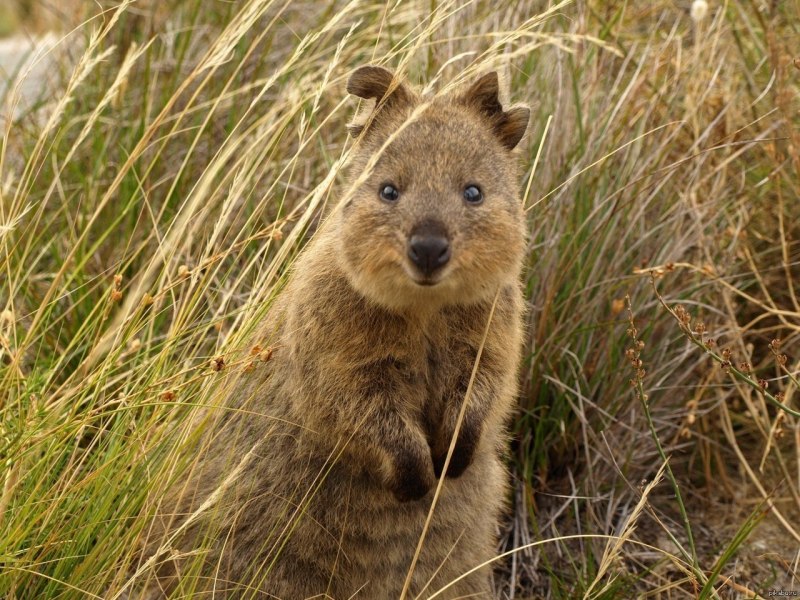 Setonix brachyurus