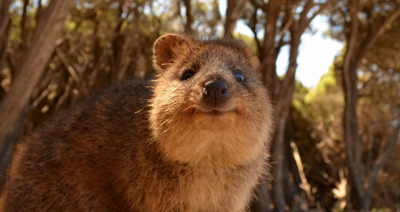 Setonix brachyurus