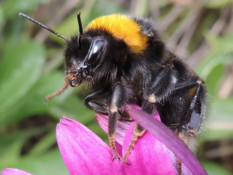 Bombus Bombus Шмель