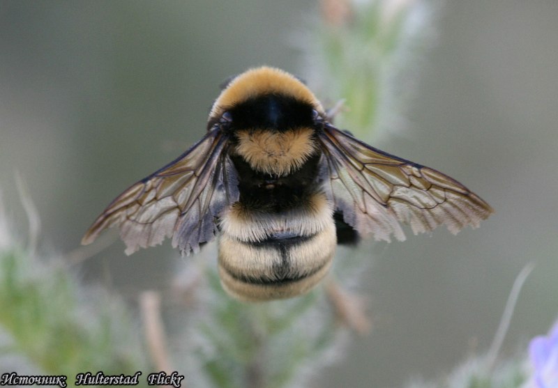 Степной Шмель Bombus fragrans