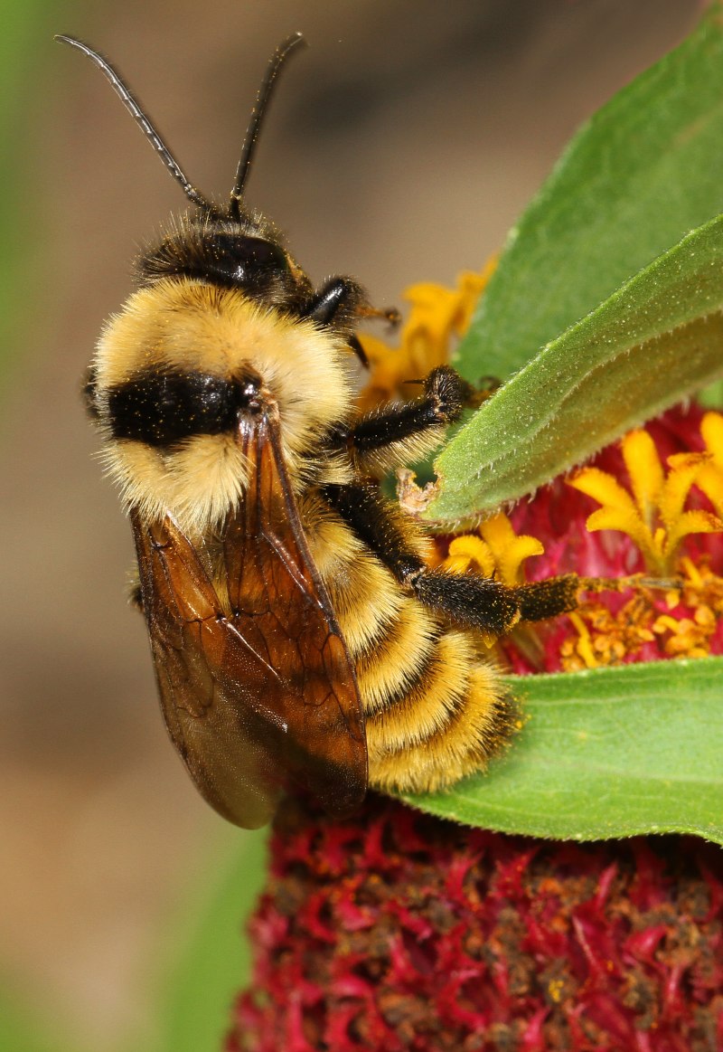 Шмель Шренка – Bombus schrencki