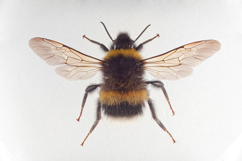 Шмель Степной – Bombus fragrans Pallas