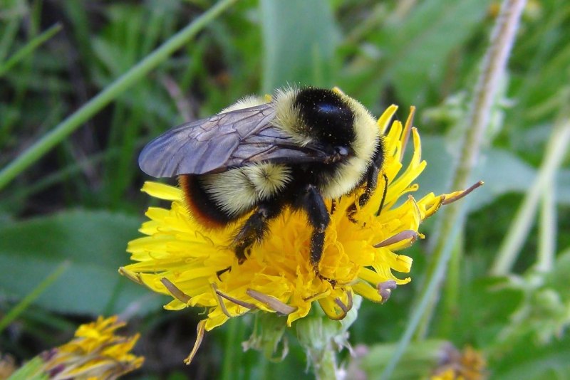 Bombus Bombus Шмель