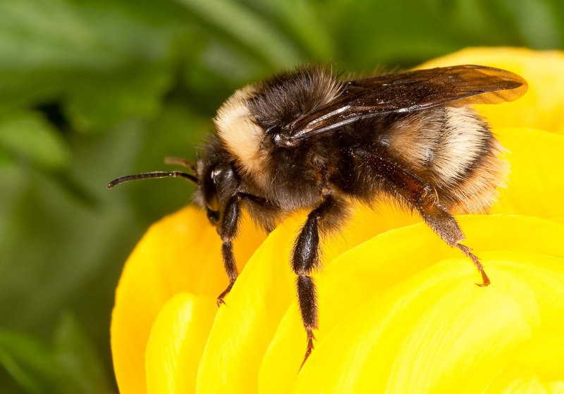 Степной Шмель Bombus fragrans