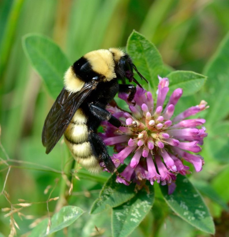 Степной Шмель Bombus fragrans