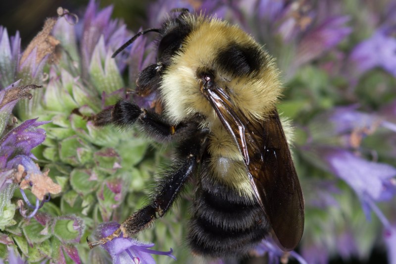 Шмель армянский - Bombus armeniacus
