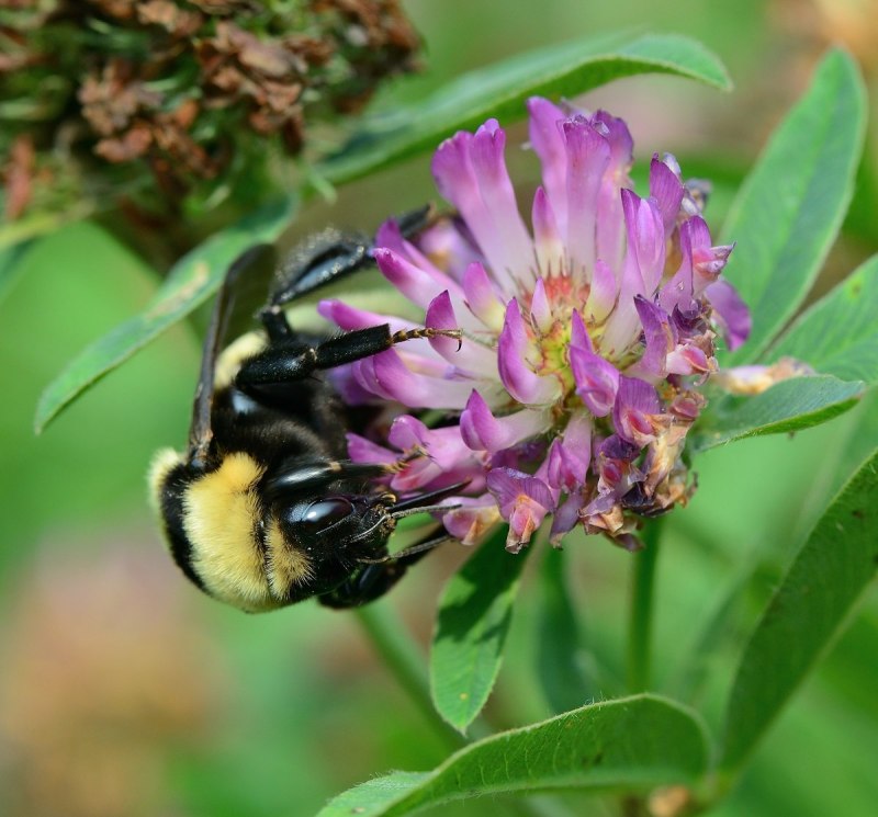 Шмель спорадикус – Bombus sporadicus