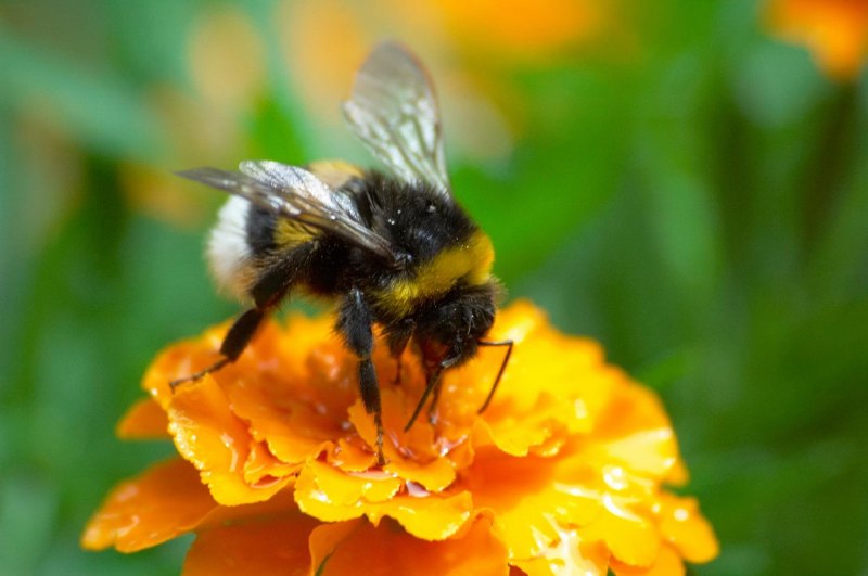 Степной Шмель Bombus fragrans