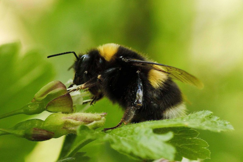 Шмель Степной Bombus fragrans (Pallas, 1771)