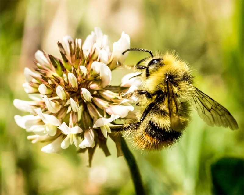 Шмель Шренка – Bombus schrencki