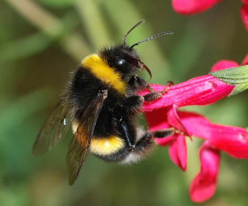 Bombus patagiatus