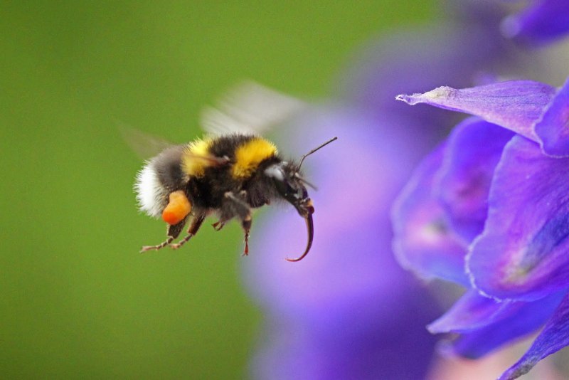 Bombus Sylvestris