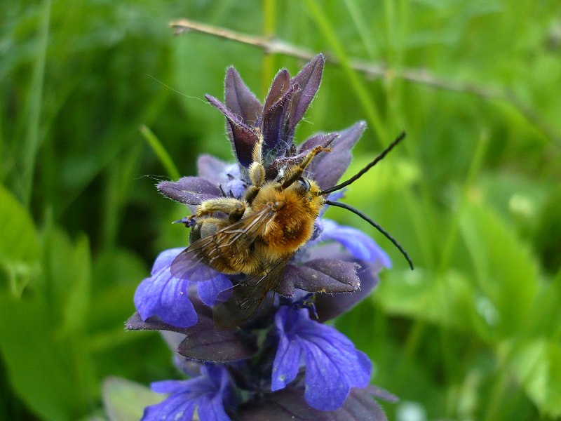 Шмель Прибайкальский (Bombus subbaicalensis)