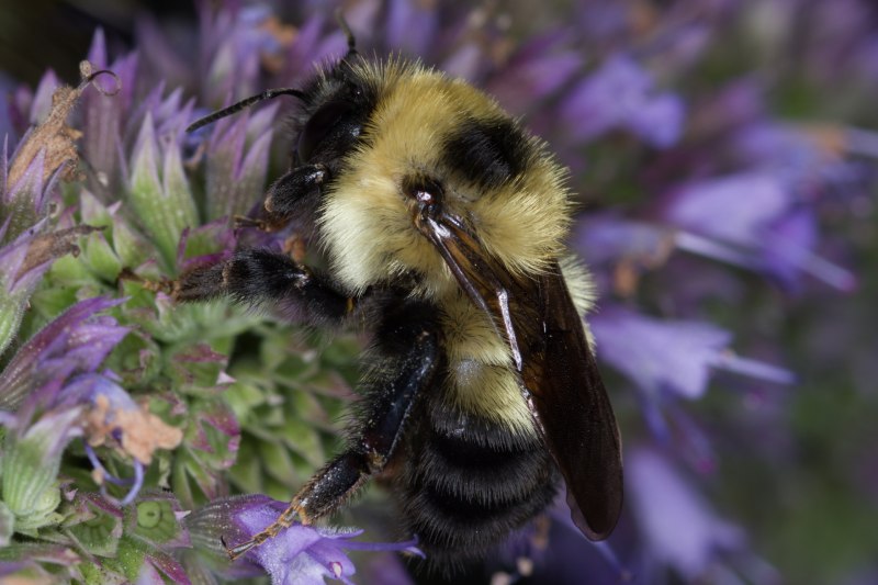 Шмель глинистый Bombus argillaceus