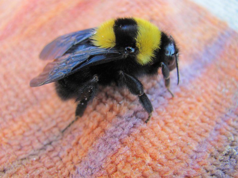 Bombus sporadicus