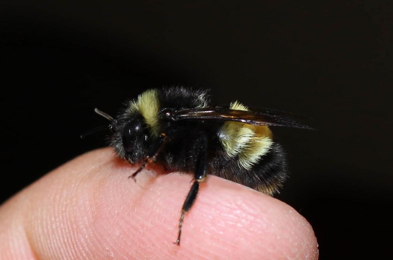 Шмель Земляной Bombus terrestris