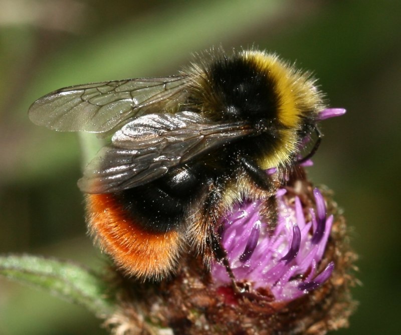 Шмель армянский Bombus armeniacus Radoszkowski 1877