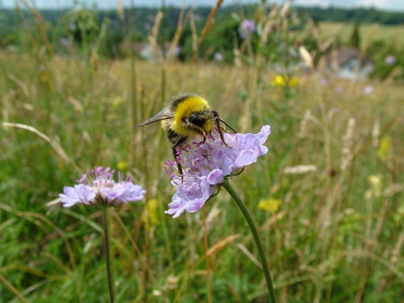 Шмель обыкновенный (Bombus)