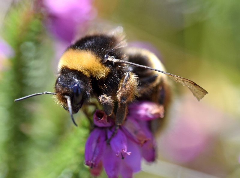 Степной Шмель Bombus fragrans