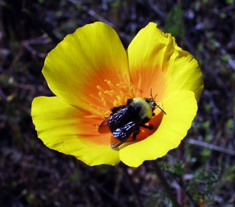 Bombus fervidus