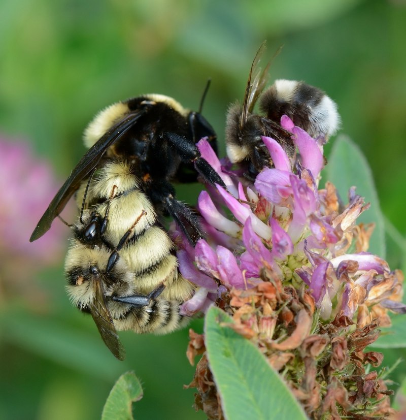 Bombus Bombus Шмель