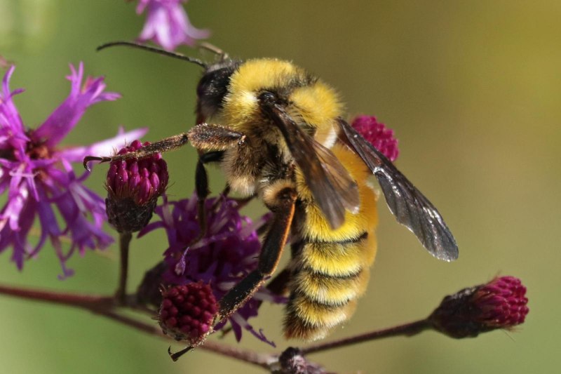 Степной Шмель Bombus fragrans