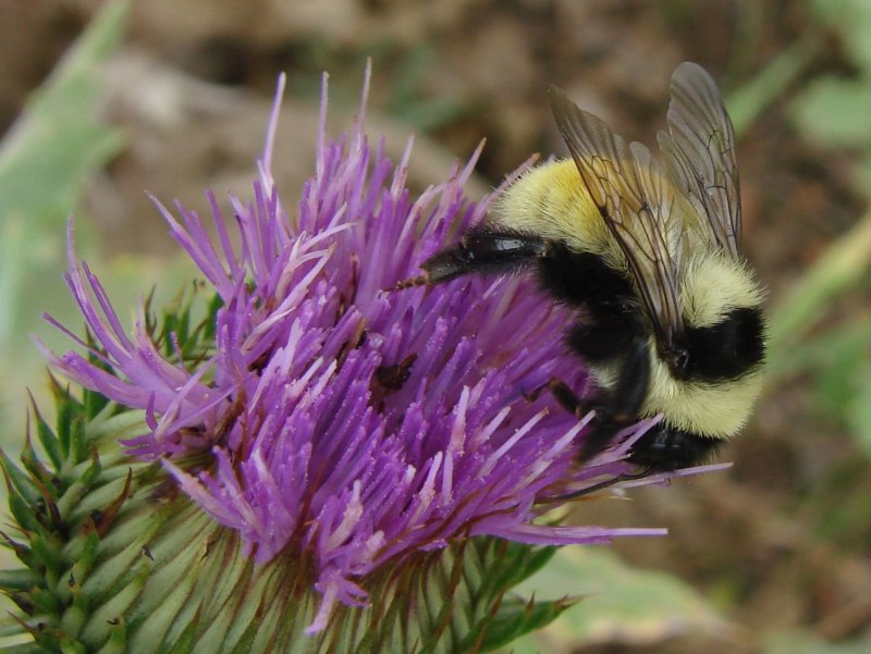Шмель Земляной Bombus terrestris