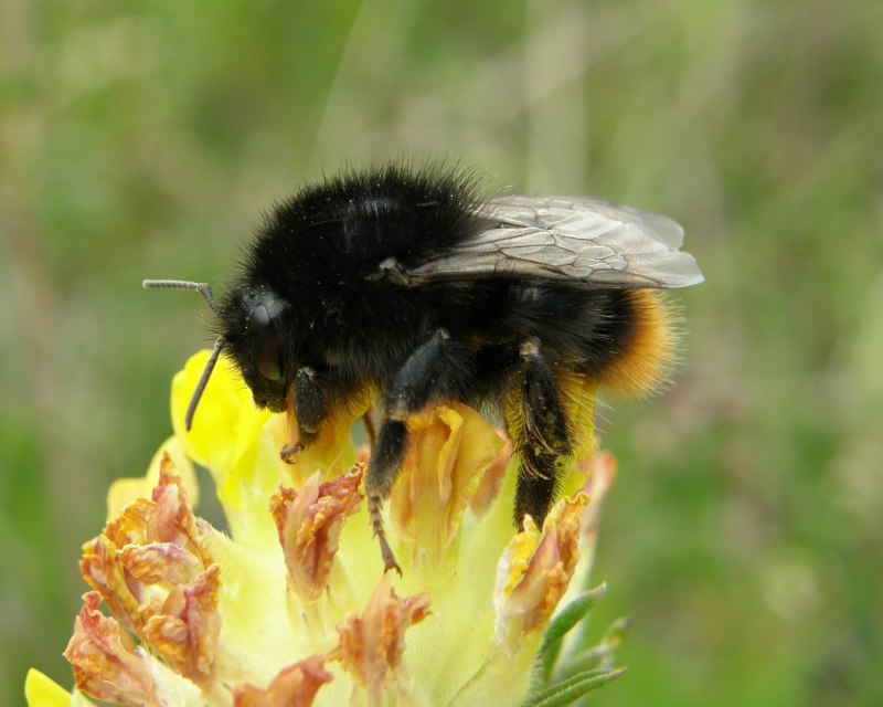 Шмель армянский - Bombus armeniacus