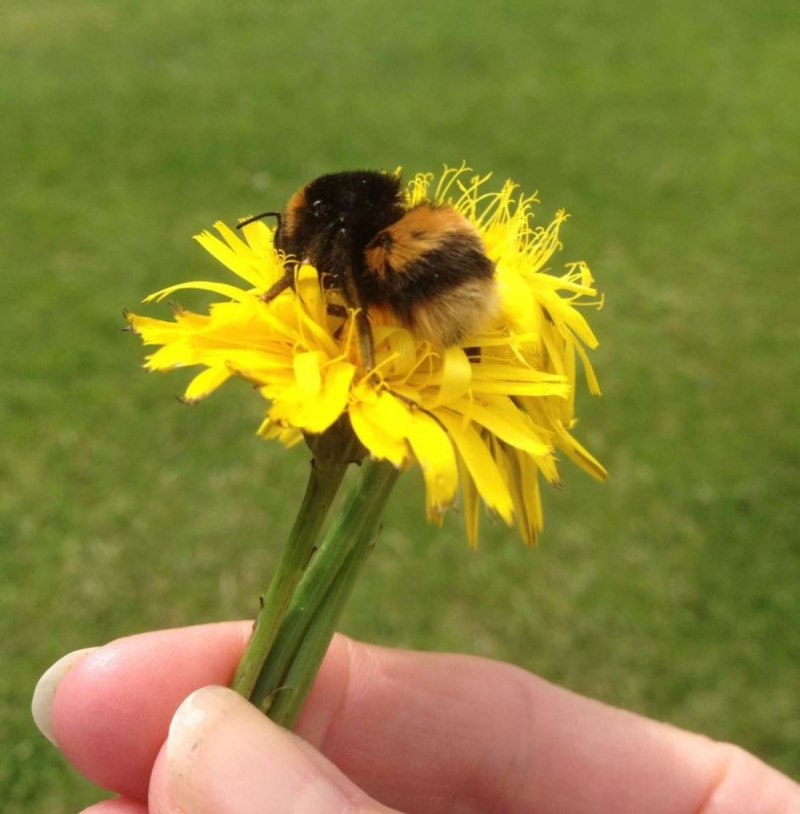 Шмель Степной Bombus fragrans (Pallas, 1771)