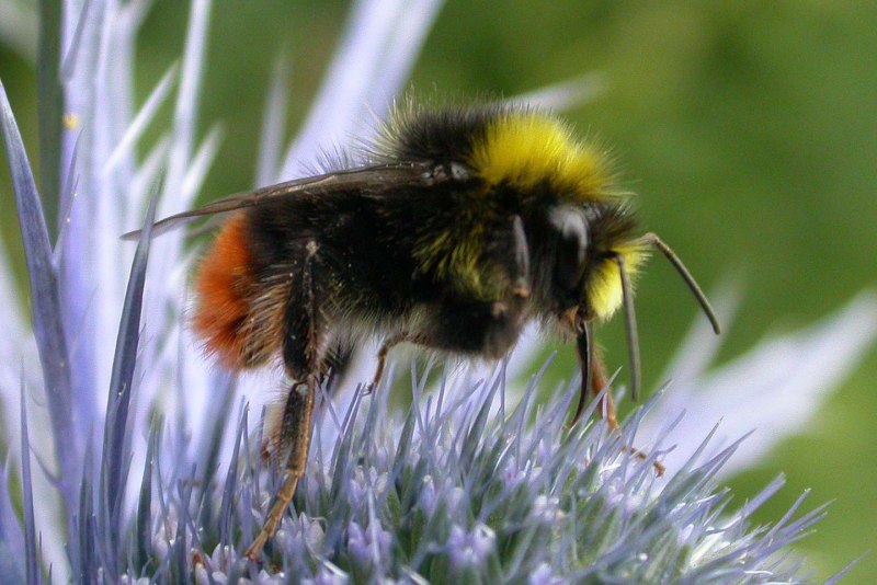 Bombus hortorum