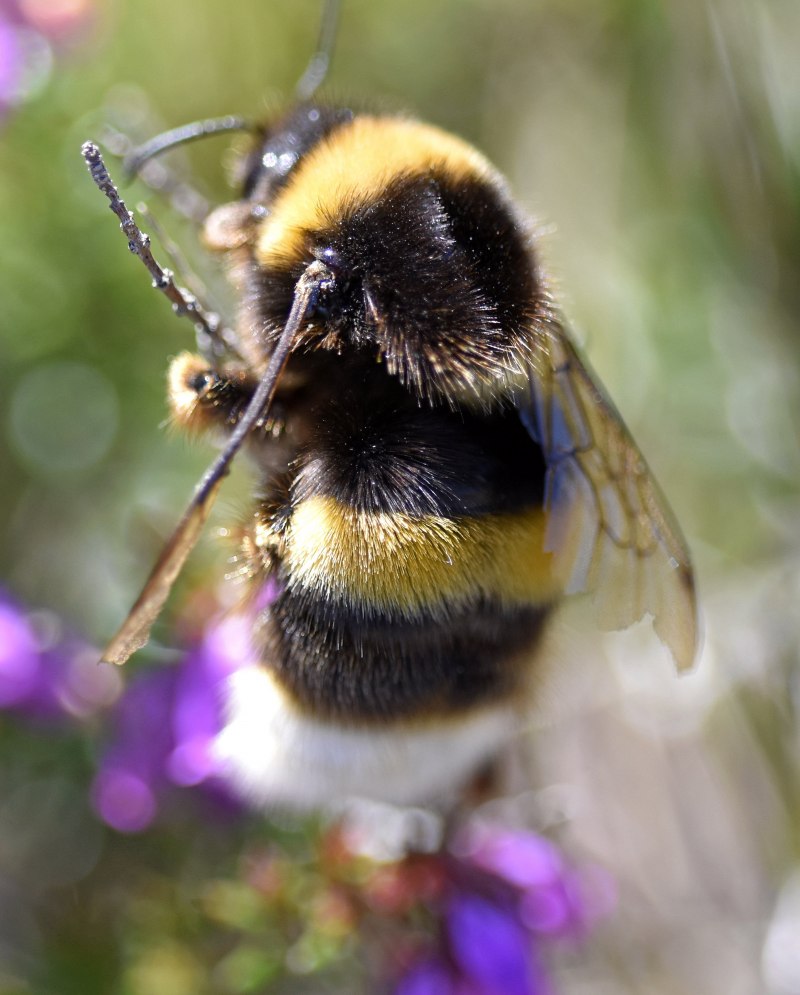 Шмель необыкновенный (Bombus paradoxus)