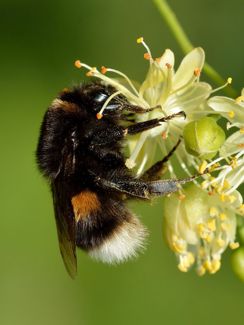 Bombus Bombus Шмель