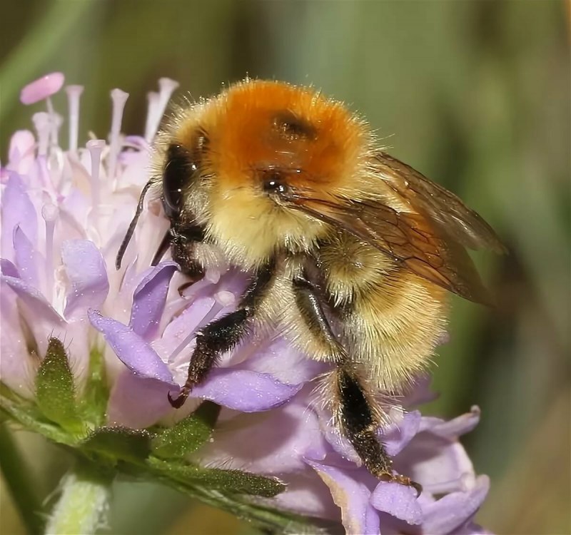 Шмель армянский - Bombus armeniacus