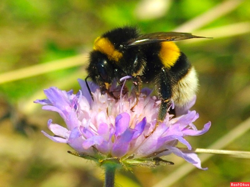 Bombus terrestris жало