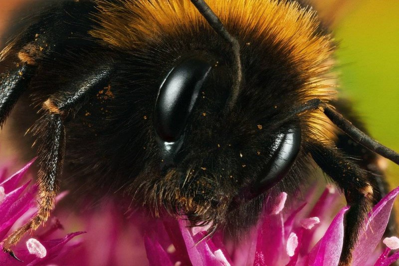 Шмель глинистый Bombus argillaceus
