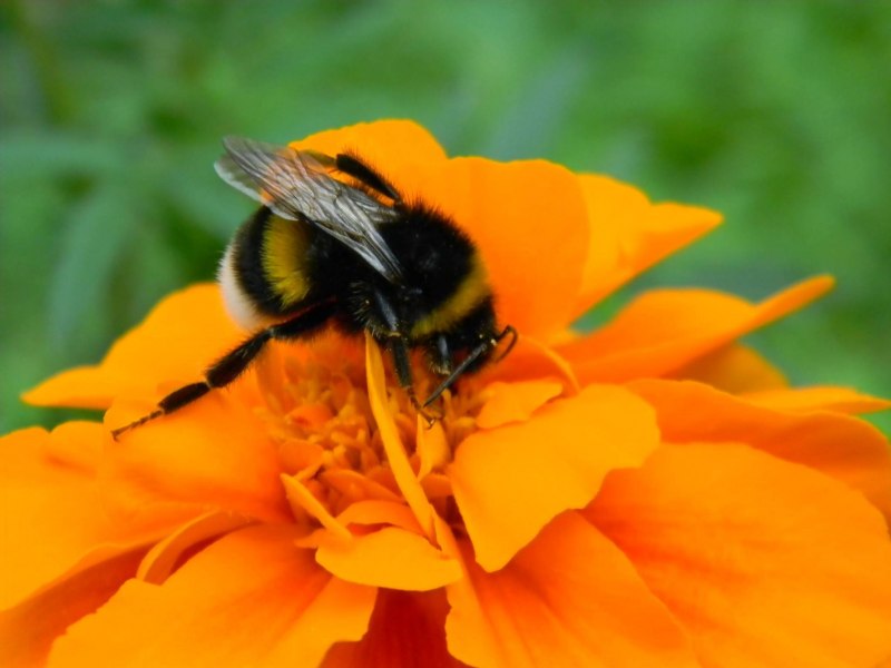 Bombus Sylvarum Шмель