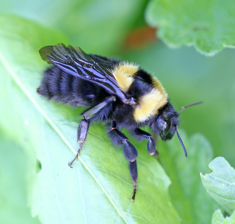 Bombus distinguendus
