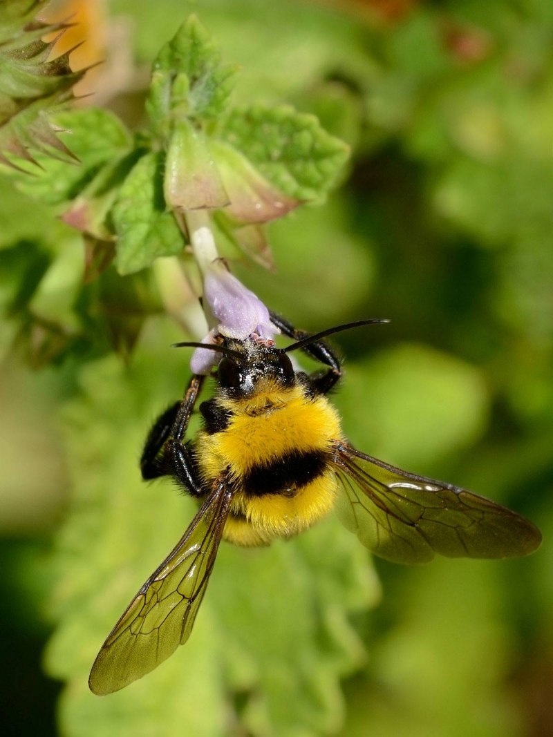Bombus subbaicalensis