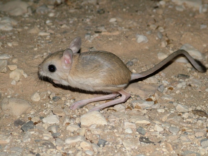 Карточки по английскому Jerboa