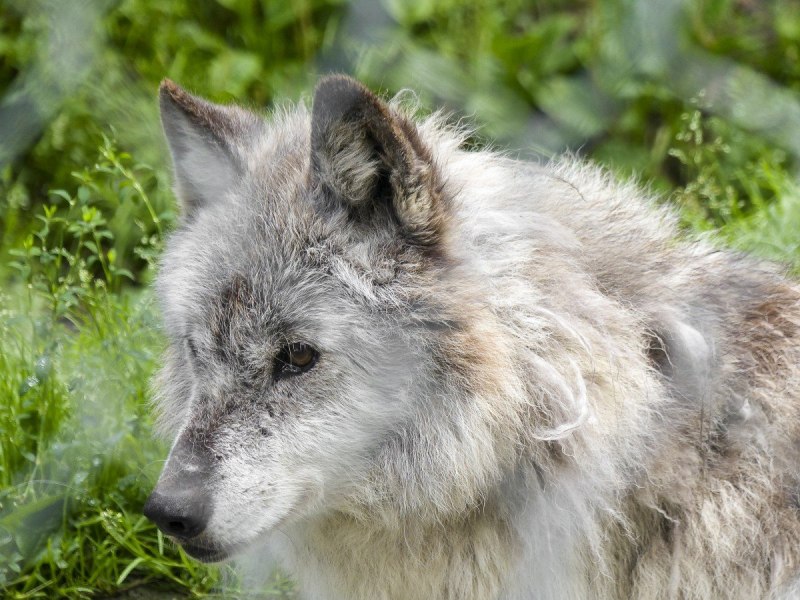 Кенайский волк (66 фото)
