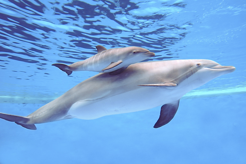 Новорожденный дельфин (63 фото)