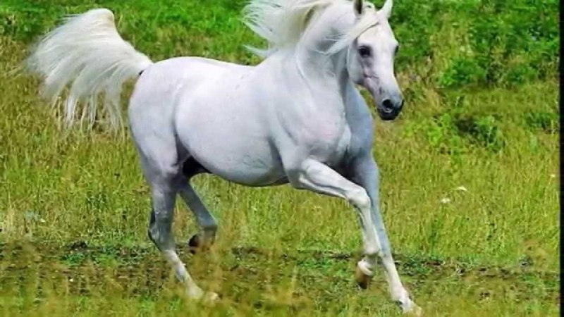 Белый арабский жеребец