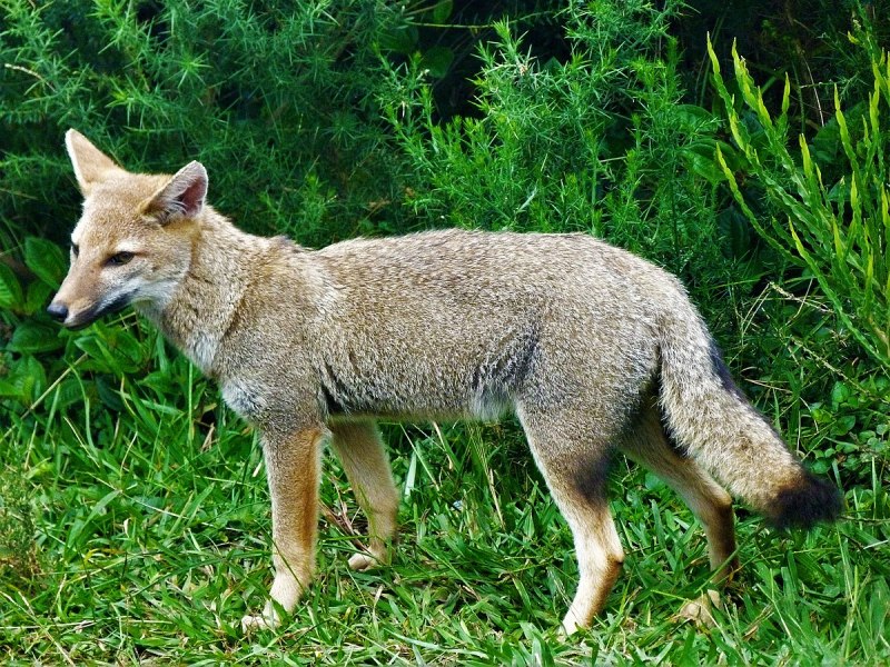 Пампасская лисица Южной Америки